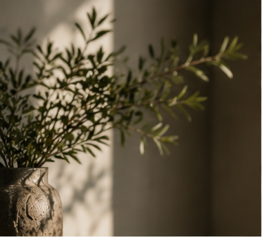 Olive branches casting soft shadows in a quiet interior